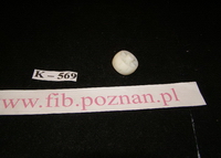 KÓŁKO-ROLKA JEZDNA-PRZÓD